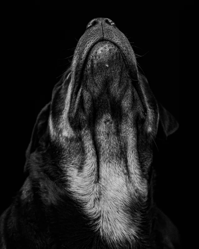 Close-up of a dog looking up